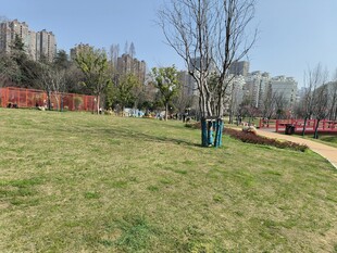 城市公园中的开阔草地景色