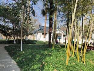 林间小径旁的清新户外景致