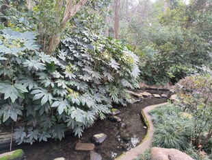 山林间的蜿蜒小径与绿植