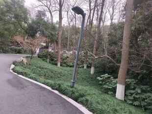 林间小道旁的绿化景观