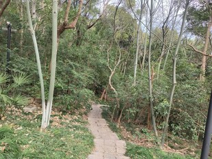 林间小径 漫步自然之境