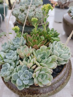 多肉植物盆栽景观