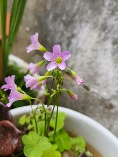 白色花盆中的粉嫩小花