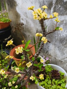 墙边绽放的黄色盆栽花卉