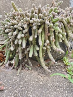 白檀毛毛虫仙人指