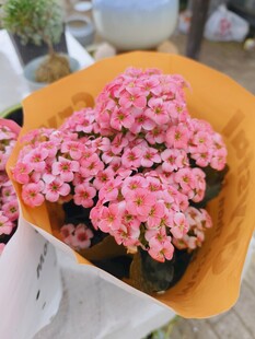 粉色小花束 清新又可爱