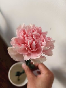 手持粉色康乃馨特写