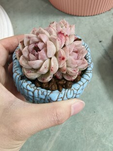 手捧精致多肉盆栽