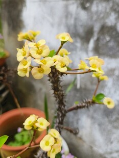 黄色花朵盆栽特写