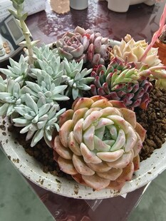 多彩多肉植物盆栽