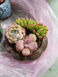 可爱多肉盆栽组合
