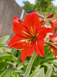 娇艳朱顶红绽放