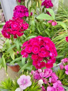 多彩石竹花绽放