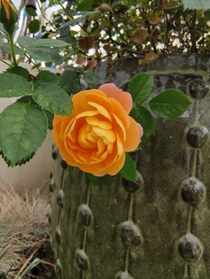 橙黄玫瑰绽放于绿植间