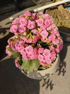 粉色长寿花盆栽