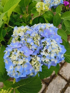 蓝色绣球花绽放