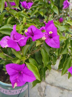 艳丽三角梅盆栽