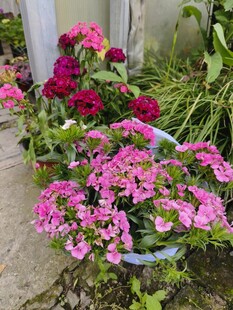 多彩花卉装点美丽花园