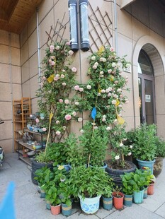 庭院墙边多彩盆栽景致