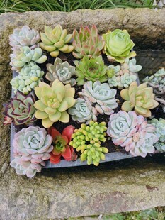 多彩多肉植物盆栽展示