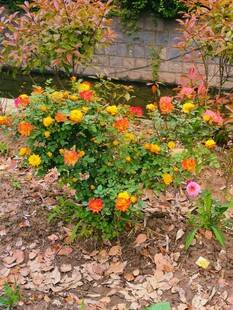 多彩花丛装点美丽景致