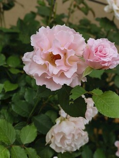 粉嫩娇美绽放的月季花