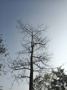 挺拔光秃树木映于蓝天