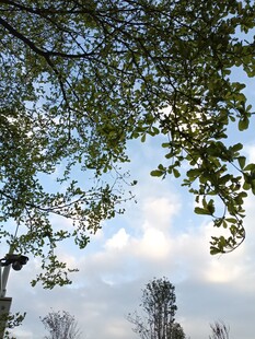 枝叶间的蓝天与白云