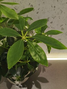 室内绿植盆栽特写