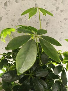 翠绿生机的盆栽植物