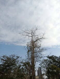 枯树立于蓝天绿树间