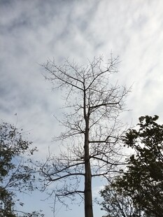 冬日枯树与朦胧天空