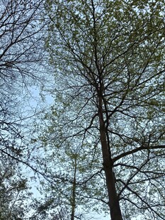 挺拔树木与蓝天相映