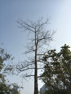 光秃树木立于蓝天之下