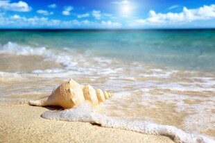 沙滩上的贝壳与海浪美景