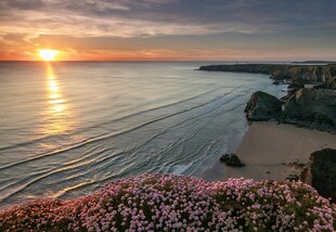 日落海岸边的烂漫花海