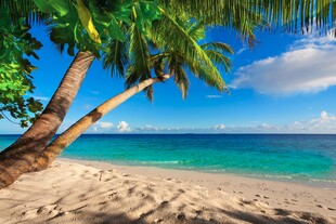 热带海滩椰树美景