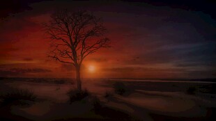 夕阳下孤独的树