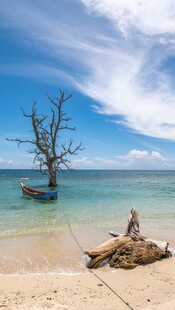 海边枯树与静谧小船