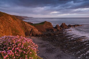 海岸边繁花与壮丽海景