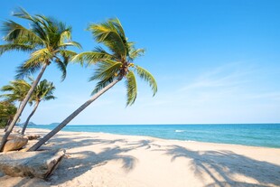 热带海滩上的棕榈树美景