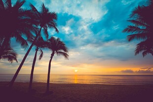 海边椰林日落美景