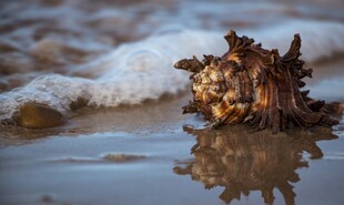 海滩上的奇特海洋生物