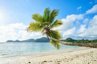 热带海滩上的倾斜椰子树
