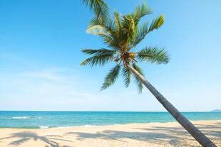 海边倾斜的椰子树美景