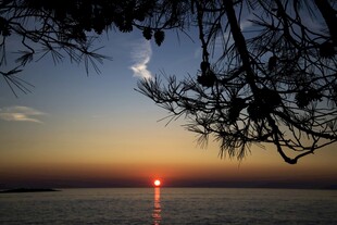 夕阳下的海面与枝头美景