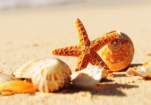 沙滩上的海星与贝壳