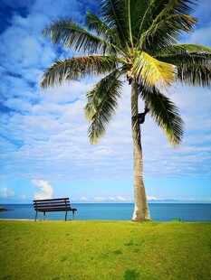 海边椰树下的休闲长椅