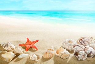 沙滩上的海星与贝壳