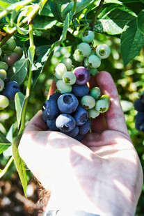 蓝莓